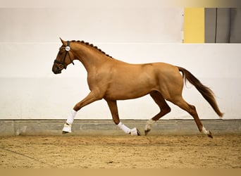 Austriaco, Stallone, 3 Anni, 170 cm, Baio scuro