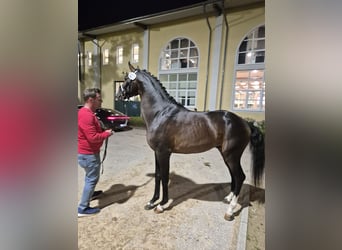 Austriaco, Stallone, 4 Anni, 168 cm