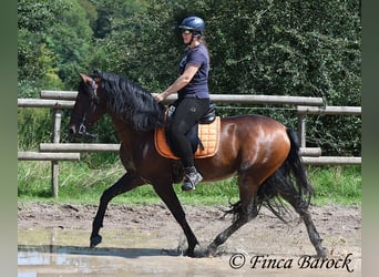 Austriaco, Stallone, 7 Anni, 164 cm, Baio