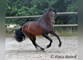 Austriaco, Stallone, 7 Anni, 164 cm, Baio