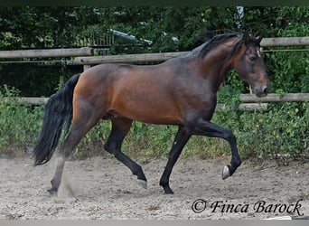 Austriaco, Stallone, 7 Anni, 164 cm, Baio
