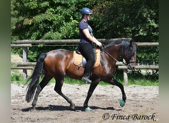 Austriaco, Stallone, 7 Anni, 164 cm, Baio