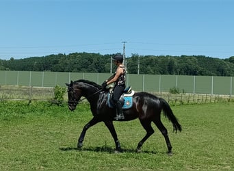 Austriaco, Stallone, Puledri (05/2026), 170 cm, Morello
