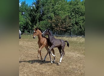 Austriaco, Stallone, Puledri (05/2026), 170 cm, Morello