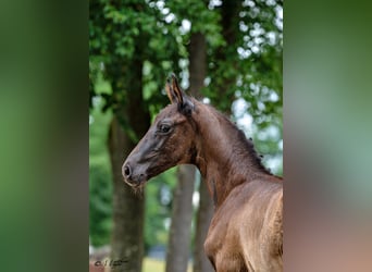 Austriaco, Stallone, Puledri (05/2026), 172 cm, Morello