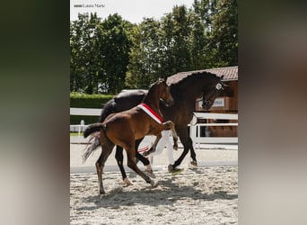 Austriaco, Stallone, Puledri (05/2026), Baio nero