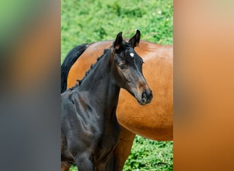 Austriaco, Stallone, Puledri (04/2026), Baio nero
