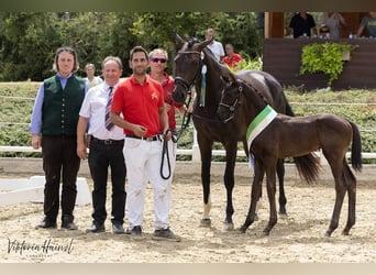 Austriaco, Stallone, Puledri (05/2026)