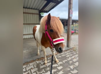 Austrian Riding Pony, Gelding, 5 years, 11.1 hh, Pinto