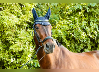 Austrian Warmblood, Gelding, 10 years, 16.2 hh, Brown