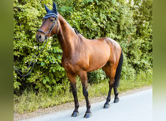 Austrian Warmblood, Gelding, 10 years, 16.2 hh, Brown