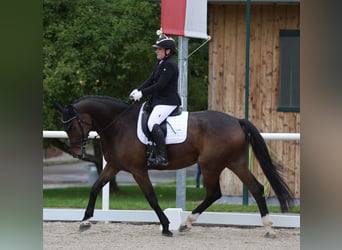 Austrian Warmblood, Gelding, 10 years, 16.3 hh, Bay-Dark