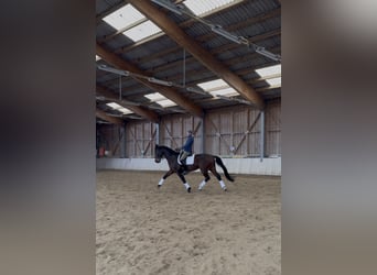Austrian Warmblood, Gelding, 10 years, 16.3 hh, Bay-Dark