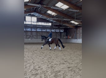 Austrian Warmblood, Gelding, 10 years, 16.3 hh, Bay-Dark