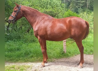 Austrian Warmblood, Gelding, 10 years, 16.3 hh, Chestnut-Red