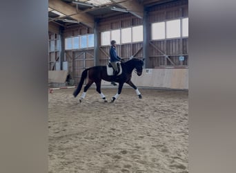 Austrian Warmblood, Gelding, 10 years, 16,3 hh, Bay-Dark