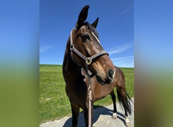 Austrian Warmblood, Gelding, 10 years, 16,3 hh, Bay-Dark