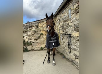 Austrian Warmblood, Gelding, 10 years, 17.1 hh, Brown