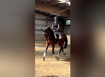 Austrian Warmblood, Gelding, 10 years, 17,1 hh, Bay-Dark