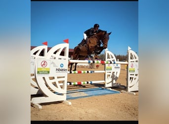 Austrian Warmblood, Gelding, 11 years, 16.1 hh, Brown