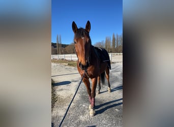 Austrian Warmblood, Gelding, 11 years, 16 hh, Brown