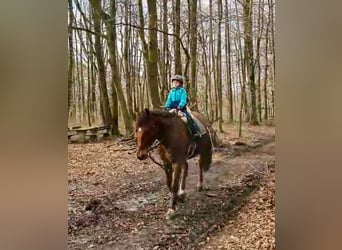 Austrian Warmblood, Gelding, 12 years, 16.2 hh, Brown-Light
