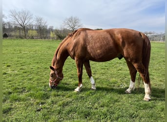 Austrian Warmblood, Gelding, 12 years, 16,3 hh, Chestnut-Red