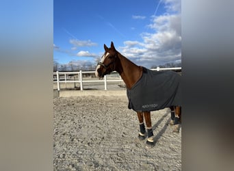 Austrian Warmblood, Gelding, 12 years, 16 hh, Chestnut-Red