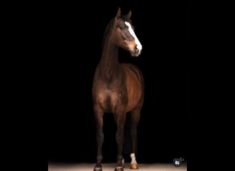 Austrian Warmblood, Gelding, 12 years, 16,1 hh, Brown