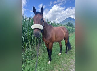 Austrian Warmblood, Gelding, 12 years, 17 hh, Brown