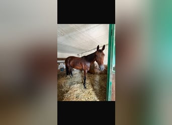 Austrian Warmblood, Gelding, 13 years, 15.2 hh, Brown