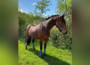 Austrian Warmblood, Gelding, 13 years, 16 hh, Brown