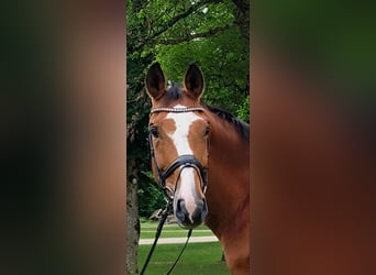 Austrian Warmblood, Gelding, 13 years, 17 hh, Brown