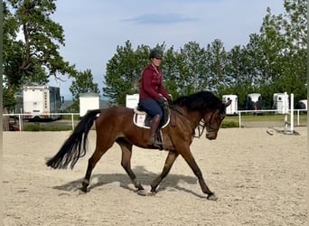 Austrian Warmblood, Gelding, 14 years, 16.2 hh, Brown