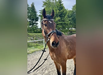 Austrian Warmblood, Gelding, 14 years, 16.2 hh, Brown