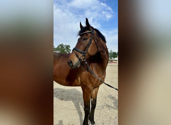 Austrian Warmblood, Gelding, 14 years, 16.2 hh, Brown