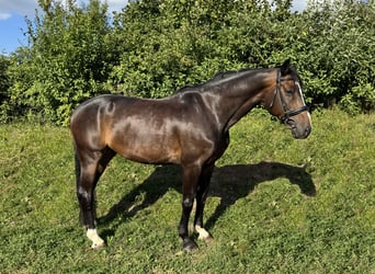 Austrian Warmblood, Gelding, 14 years, 16 hh, Smoky-Black