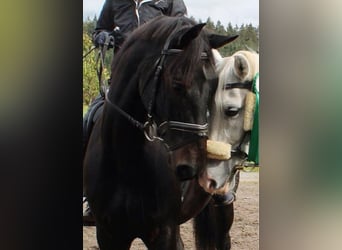 Österreichisches Warmblut, Wallach, 15 Jahre, 16,1 hh, Rappe