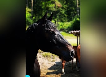 Österreichisches Warmblut, Wallach, 15 Jahre, 16,1 hh, Rappe