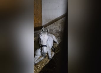 Austrian Warmblood, Gelding, 15 years, 16,2 hh, Grey