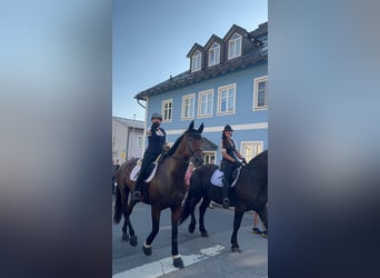 Austrian Warmblood, Gelding, 16 years, 17,2 hh, Brown