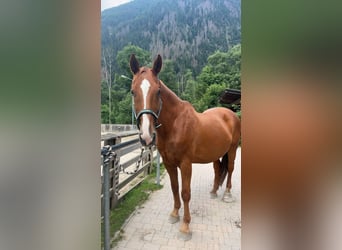 Austrian Warmblood, Gelding, 17 years, 17 hh, Chestnut-Red