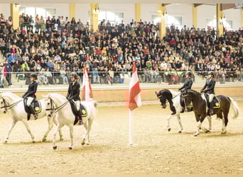 Austrian Warmblood, Gelding, 18 years, 16,1 hh, Pinto