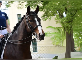 Austrian Warmblood, Gelding, 18 years, 16,1 hh, Pinto