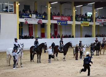 Austrian Warmblood, Gelding, 18 years, 16,1 hh, Pinto