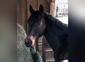 Austrian Warmblood, Gelding, 19 years, 16 hh, Bay-Dark