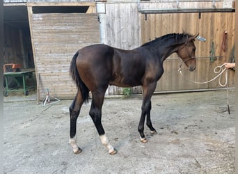 Austrian Warmblood, Gelding, 1 year, 17 hh, Brown