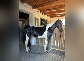 Austrian Warmblood Mix, Gelding, 20 years, 15.1 hh, Pinto