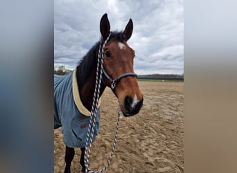 Austrian Warmblood, Gelding, 21 years, Brown
