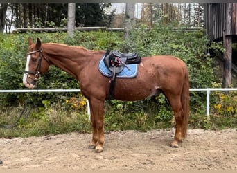 Austrian Warmblood, Gelding, 23 years, 17 hh, Chestnut-Red